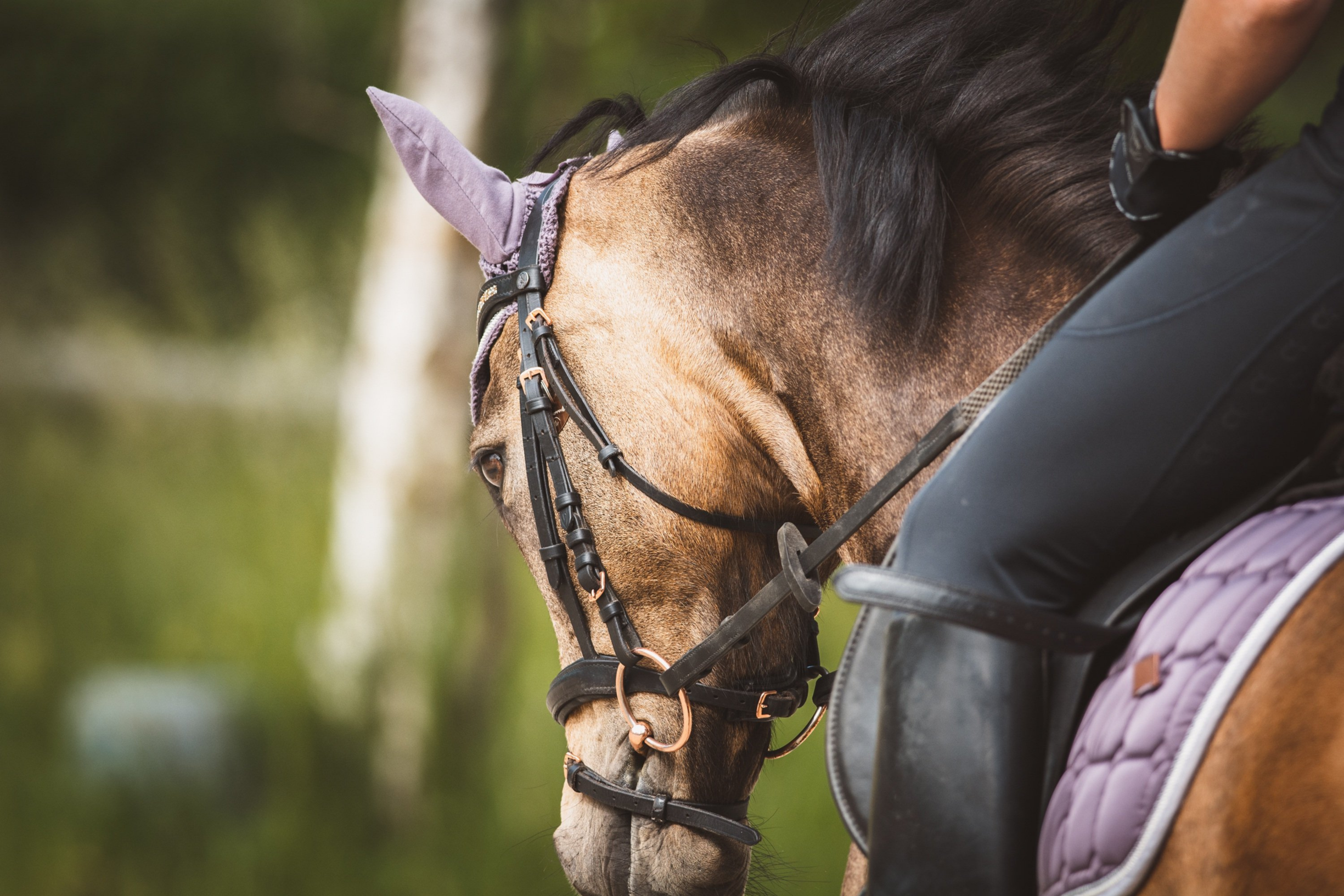 Manege zonder drempels