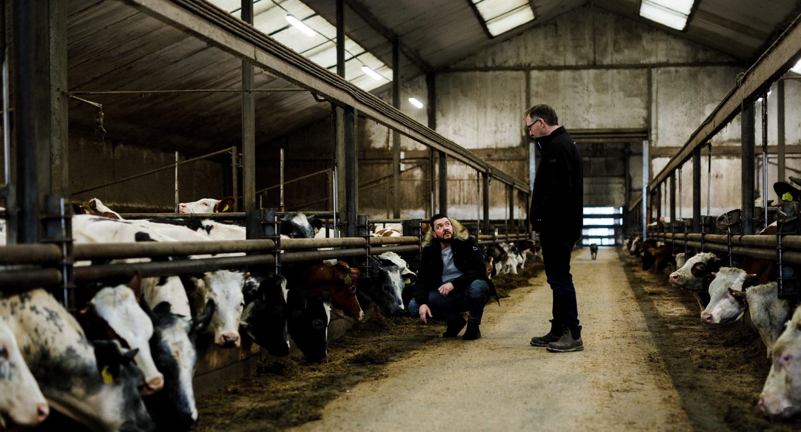 Op bezoek bij bio kalverhouderij Eco Fields