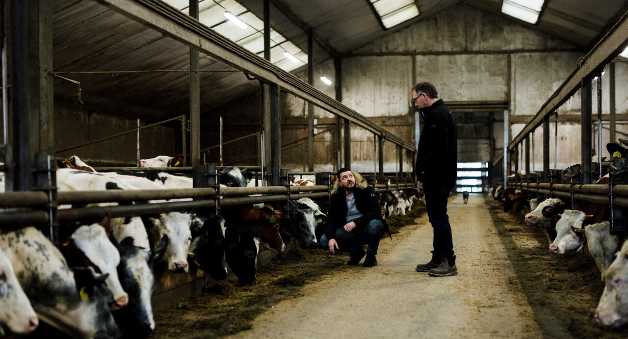 Op bezoek bij bio kalverhouderij Eco Fields